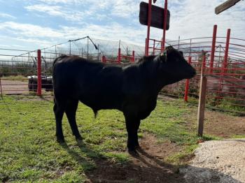 26 de Septiembre 1:00pm Subasta de Caballos, Festival de Otoño Campo 12-B