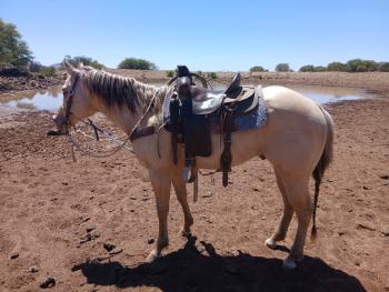 26 de Septiembre 1:00pm Subasta de Caballos, Festival de Otoño Campo 12-B
