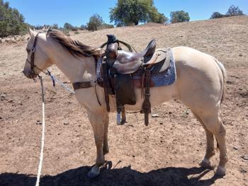 26 de Septiembre 1:00pm Subasta de Caballos, Festival de Otoño Campo 12-B