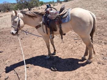 26 de Septiembre 1:00pm Subasta de Caballos, Festival de Otoño Campo 12-B