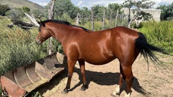 26 de Septiembre 1:00pm Subasta de Caballos, Festival de Otoño Campo 12-B