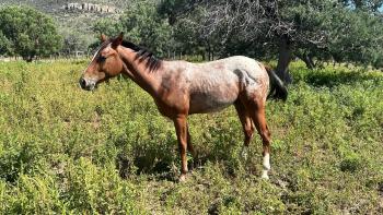 26 de Septiembre 1:00pm Subasta de Caballos, Festival de Otoño Campo 12-B