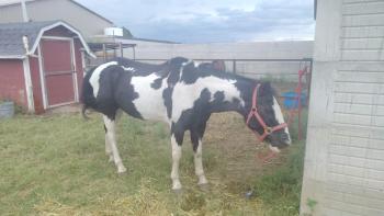 26 de Septiembre 1:00pm Subasta de Caballos, Festival de Otoño Campo 12-B