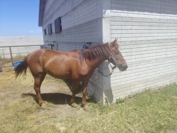 26 de Septiembre 1:00pm Subasta de Caballos, Festival de Otoño Campo 12-B