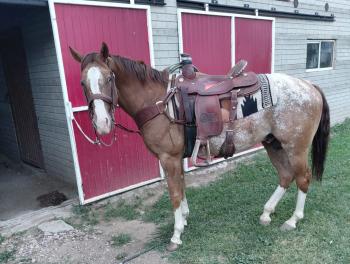 26 de Septiembre 1:00pm Subasta de Caballos, Festival de Otoño Campo 12-B