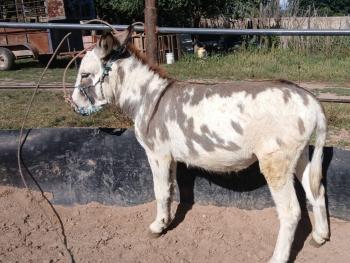 26 de Septiembre 1:00pm Subasta de Caballos, Festival de Otoño Campo 12-B