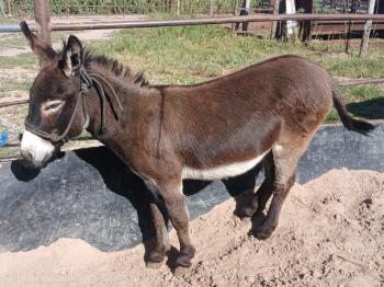 26 de Septiembre 1:00pm Subasta de Caballos, Festival de Otoño Campo 12-B