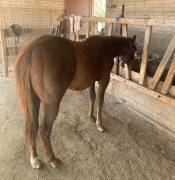 26 de Septiembre 1:00pm Subasta de Caballos, Festival de Otoño Campo 12-B