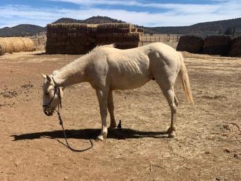 26 de Septiembre 1:00pm Subasta de Caballos, Festival de Otoño Campo 12-B