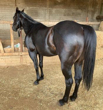 26 de Septiembre 1:00pm Subasta de Caballos, Festival de Otoño Campo 12-B
