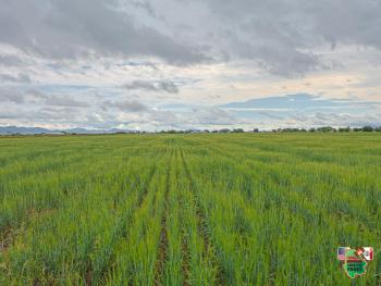 13. November 1:00pm Land- Ausruf Familie Neufeld Campo 17