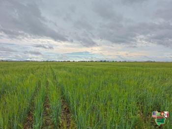 13. November 1:00pm Land- Ausruf Familie Neufeld Campo 17
